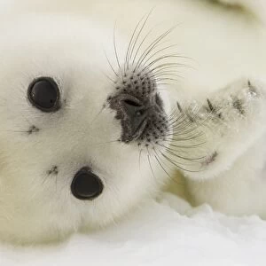 Canada-Animals-Harp Seals