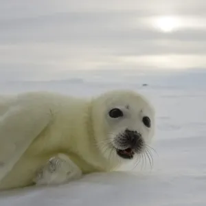 Animal Prints: Seals and Sea Lions