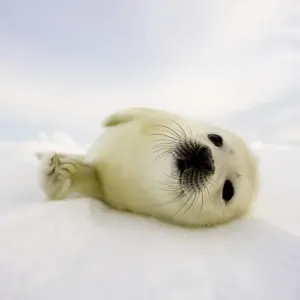 Harp Seal Print Harp Seal Print