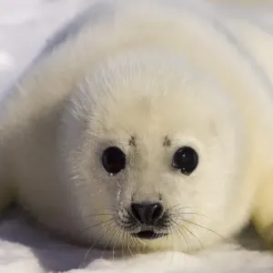 Print of a Seal Pup on Ice Floes Print of a Seal Pup on Ice Floes