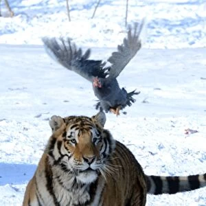 China-Animal-Siberian-Tigers