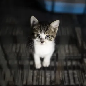 China Print: Kitten at Buddhist Temple in Shanghai Suburbs China Print: Kitten at Buddhist Temple in Shanghai Suburbs