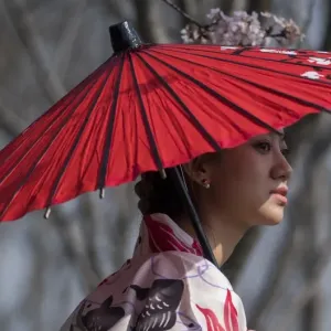 A girl in a traditional dress stands next to a cherry blossom tree A girl in a traditional dress stands next to a cherry blossom tree