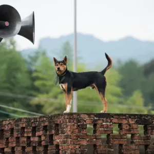 China-School-Dog