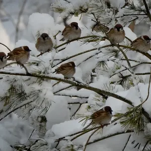 China-Weather-Snow China-Weather-Snow