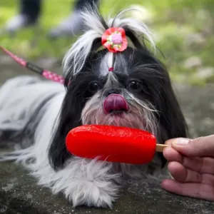 Colombia-Animal-Dog Colombia-Animal-Dog