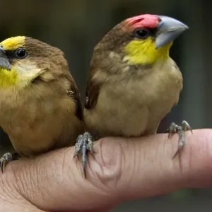 Colombia-Animals-Birds Colombia-Animals-Birds