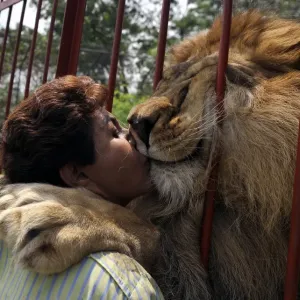 Colombia Print: A Lion at Villa Lorena Shelter Colombia Print: A Lion at Villa Lorena Shelter