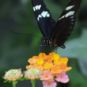Colombia-Butterflies-Exhibition Colombia-Butterflies-Exhibition