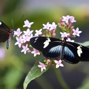 Colombia-Butterfly-Exhibition Colombia-Butterfly-Exhibition