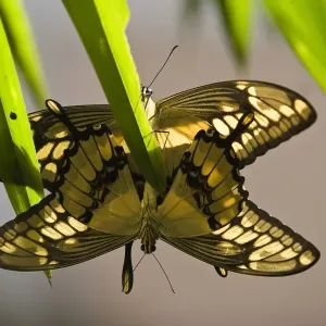 Colombia-Butterfly-Star Colombia-Butterfly-Star