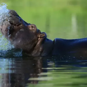 Colombia-Drugs-Escobar-Hippos