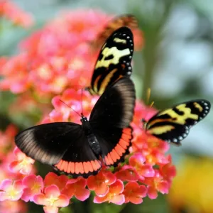 Colombia-Environment-Butterflies Colombia-Environment-Butterflies