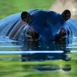 Colombia-Escobar-Hippos