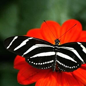 Animals Collection: Butterflies