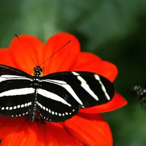 Print of two zebras butterflies at Cali Zoo, Colombia Print of two zebras butterflies at Cali Zoo, Colombia
