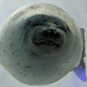 Correction-Japan-Animal-Seal Correction-Japan-Animal-Seal