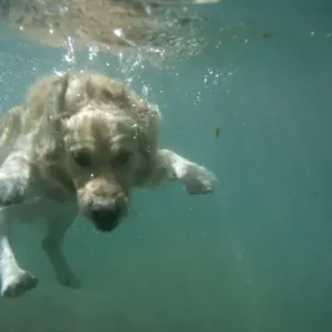 Corso the Dog Swims into the Guadiaro River Corso the Dog Swims into the Guadiaro River