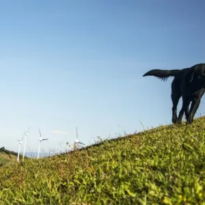 Costa Rica-Energy-Dog