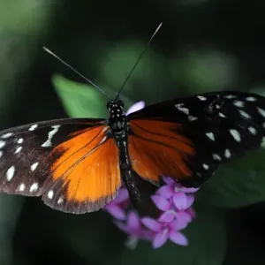 Costa Rica-Nature-Butterflies Costa Rica-Nature-Butterflies
