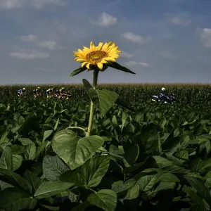 Print of a 5-men breakaway group near sunflowers during the Tour de France Print of a 5-men breakaway group near sunflowers during the Tour de France