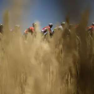 Tour de France Print: Wheat Fields Scene Tour de France Print: Wheat Fields Scene