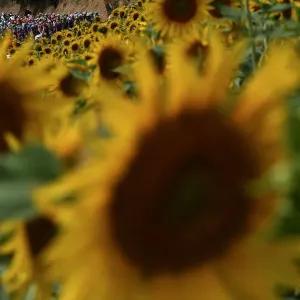 Sunflowers Print, 2019 Tour de France Scene Sunflowers Print, 2019 Tour de France Scene