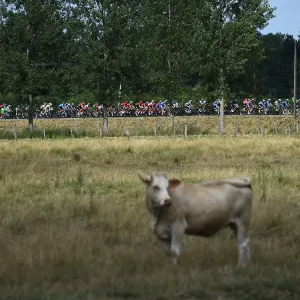 Print of a cow in a field with cyclists in the background Print of a cow in a field with cyclists in the background