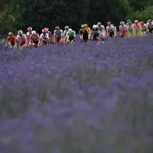 Lavender Field Cycling Print Lavender Field Cycling Print