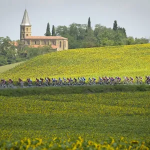 Cycling France Print - Sunflower Fields