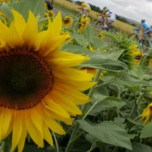 Cycling-Tdf2006-Boonen