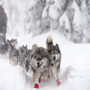 Czech Dog Sled Print