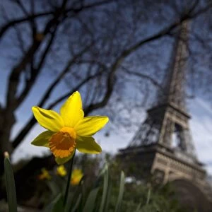 Daffodils Blossom Paris