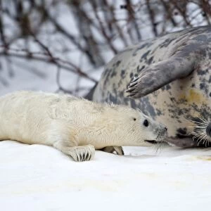 Denmark-Animals-Baby Seal