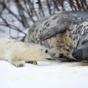 Denmark-Animals-Baby Seal Denmark-Animals-Baby Seal