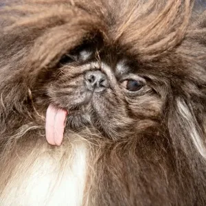 Print of a Pekingese before the World's Ugliest Dog Competition Print of a Pekingese before the World's Ugliest Dog Competition