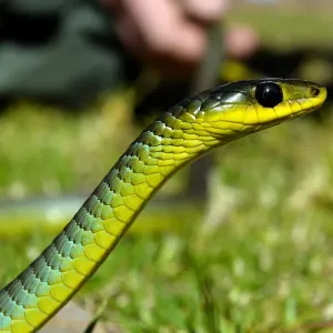 Douniamag-Australia-Lifestyle-Wildlife-Animals-Snakes Douniamag-Australia-Lifestyle-Wildlife-Animals-Snakes