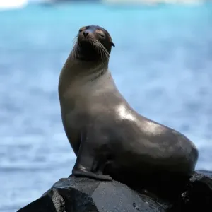 Ecuador-Galapagos-Fauna Ecuador-Galapagos-Fauna
