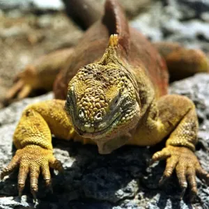 Ecuador-Galapagos-Iguanas Ecuador-Galapagos-Iguanas