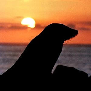 Ecuador-Galapagos-Seal-Jessica