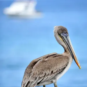Print of a Galapagos pelican on Floreana island Print of a Galapagos pelican on Floreana island