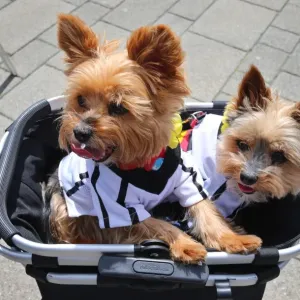 Euro-Football-Dogs