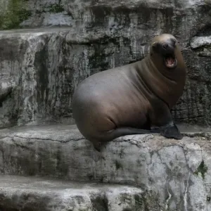 Feature-Austria-Animals Feature-Austria-Animals