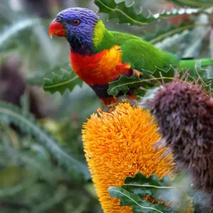 Rainbow Lorikeet on Banksia Ashbyi Print Rainbow Lorikeet on Banksia Ashbyi Print