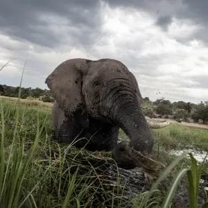 Files-Health-Us-Nature-Animal-Research-Botswana-Safrica