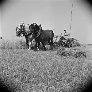 1940s Harvesting in France