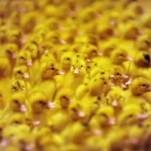 France-Agriculture-Farming-Ducklings France-Agriculture-Farming-Ducklings