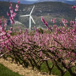 France-Agriculture-Fruits-Orchards-Spring-Weather-Feature