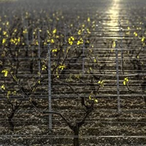France-Agriculture-Wine-Weather