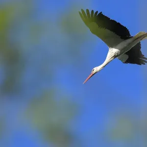 France-Animal-Bird-Feature France-Animal-Bird-Feature